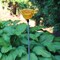 Solar Yellow Rose Flower Garden Yard Stake LED Light Outdoor Lawn Pathway Decor